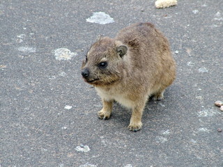 Dassie (Rock Hyrax) in South Africa