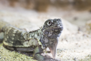 Guatamalan spiny-tailed iguana