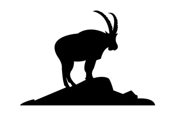 An Ibex goat standing on a mountain