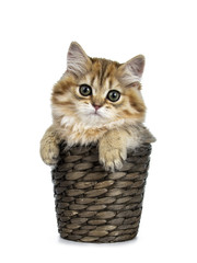 Fototapeta na wymiar Super adorable golden british Longhair cat kitten sitting in brown flowerpot with paws on the edge, looking straight in camera with big green eyes, isolated on white background