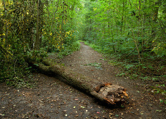 Fallen trees in the deciduous forest.