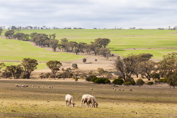 Fototapeta na wymiar Sheep Australia 