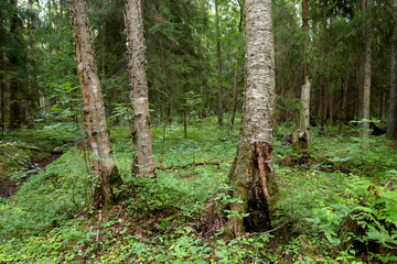Pine forest at summer.