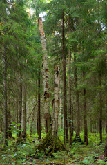 Obraz premium Broken, dry tree in forest at summer.