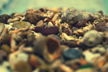 seashells