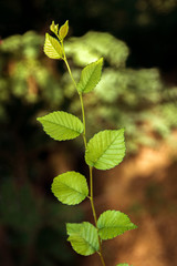 Fototapeta na wymiar thin green twig with large leaves