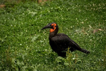 Southern Ground-hornbill (Bucorvus leadbeateri) eating worm in a grass