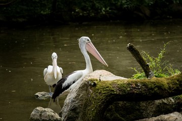 Australian Pelican (Pelecanus conspicillatus) sitting on a rock