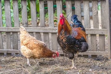  feathered chicken and rooster on grazing