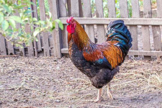 picture of an adult handsome rooster walking around the farm..