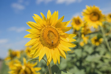 A young sunflower close-up on which a bee sits on a blue sky background