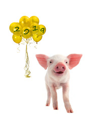 yellow pig symbol of Chinese New Year