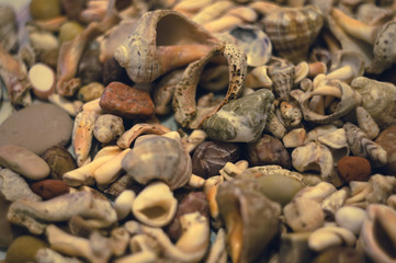 Seashells