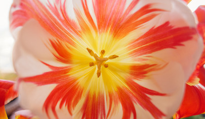 Orange lily flower closeup.