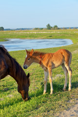Naklejka na ściany i meble Foal with his mother in a field