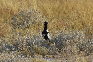Waffenkiebitz (Vanellus armatus) im Etosha Nationalpark (Namibia)