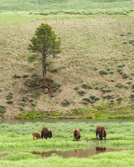 Bison buffalo grazing in Yellowstone national park