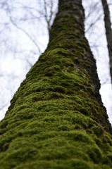 Fototapeta premium texture of moss in approximation, macro green moss