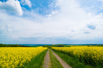 Pasture view of a road and rapeseed fields