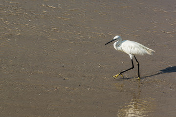 A heron with a long neck, beak and long legs goes along the seashore