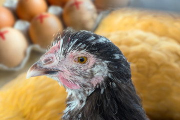 Close up of chicken hen and farm eggs with a mark of a red cross in the background. recall over salmonella, food safety, selective focus,