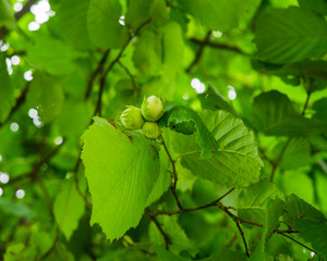 A cluster of hazelnuts among the leaves on a tree.