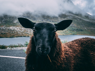 black sheep portrait of the family