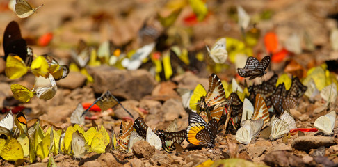 Tropische Schmetterlinge im Kaeng Krachan National Park, Thailand