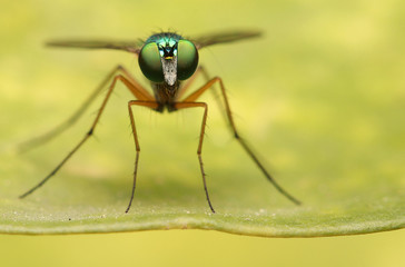 Long legged fly stand on green leaves, small green fly.