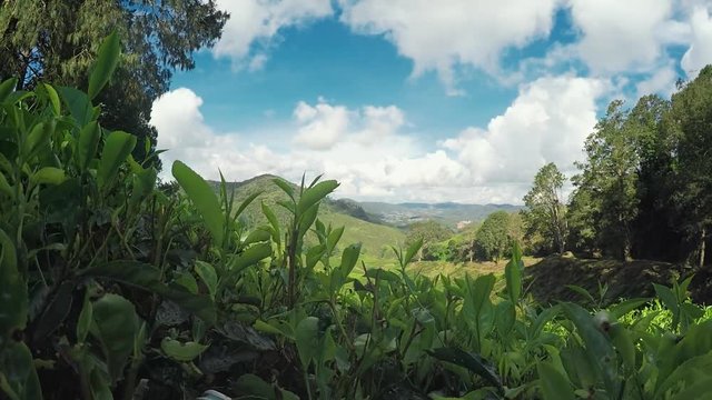 Nature of Cameron Highlands