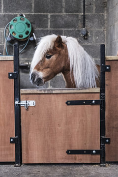 A Shetland pony with a long blonde mane in its box at a stable.