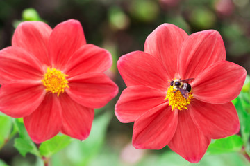 Bee and hybrid dahlia flower