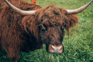 Highland cattle portrait