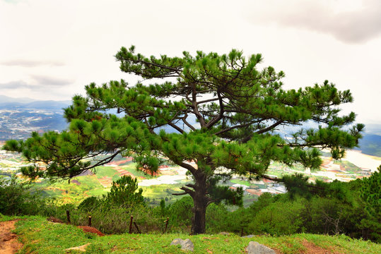 Pine tree on Lang Biang mountains natural park in Dalat, South Vietnam