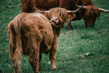 highland cattle licking itself