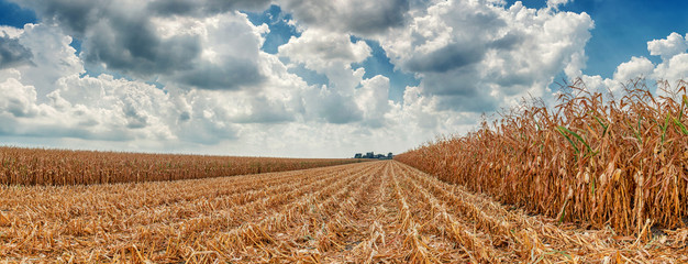 The harvest of corn