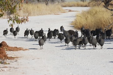Perlhühner (Numida meleagris) auf einer Straße im Etosha Nationalpark (Namibia)