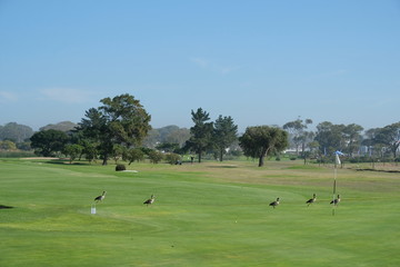 Fototapeta na wymiar Birds running on a golf course