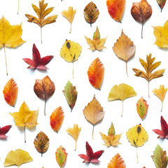 Seamless Pattern With Colorful Autumn Leaves