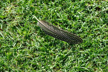 Feathers on a golf course grass