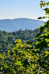 Spring mountain landscape. A beautiful view of the green hills.