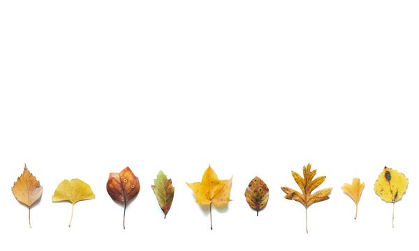 Autum Colored Leaves In A Row