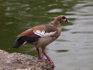 Alopochen aegyptiaca. Ouette d'Egypte