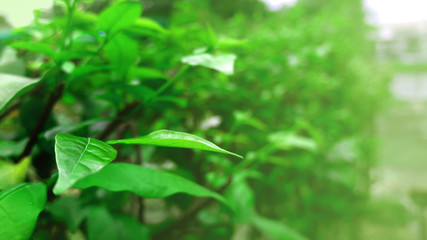 Obraz premium Natural green plants landscape background