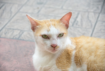 Fototapeta na wymiar Homeless cat on stone floor.