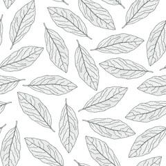Bay leaf seamless pattern. Hand-drawn Laurel leaves on a white background. Vector drawing.