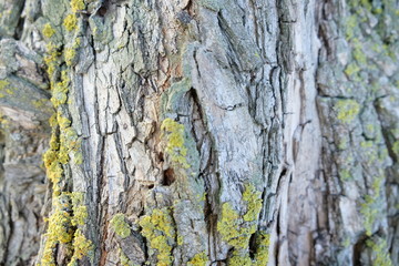 Tree bark close up