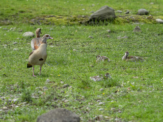 Alopochen aegyptiaca. Couple d' Ouettes d'Egypte ou Oies du Nil  avec leurs petits
