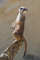 Meerkat standing on a branch 
