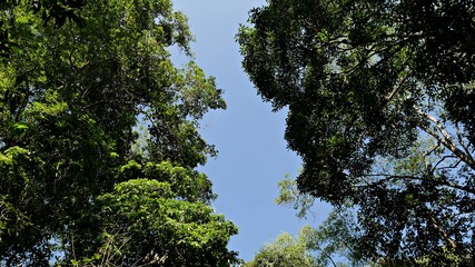 Tree tops, canopy and blue sky
